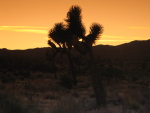 Joshua Tree Park